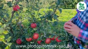 Яблоня сорт Хоней крисп (Honey crisp). Лежкость, товарный ви?