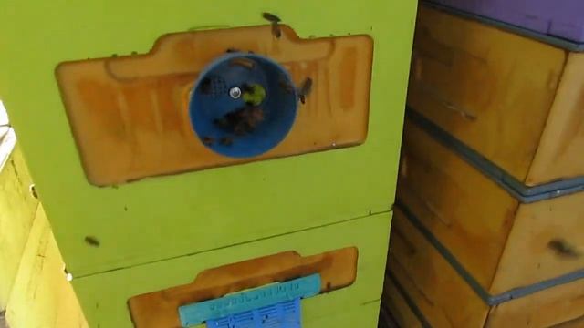 улей BienenHaus ( биненхаус ) - самая зимостойкая линия бакф?