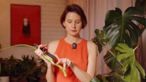 Как сформировать монстеру, чтобы был пышный куст