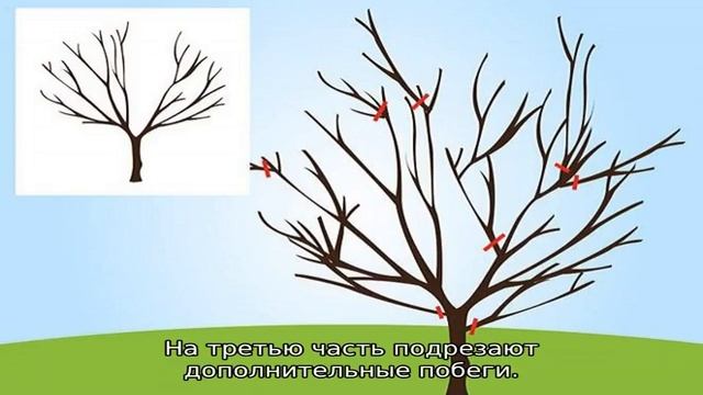 Обрезка черешни смотреть онлайн