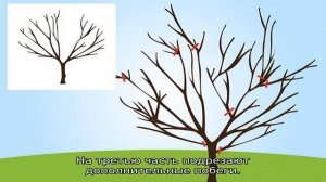 Обрезка черешни