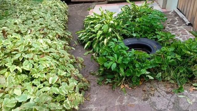 Бабье лето пришло на Урал, а мы Закрываем дачу! Финиш Д? смотреть онлайн