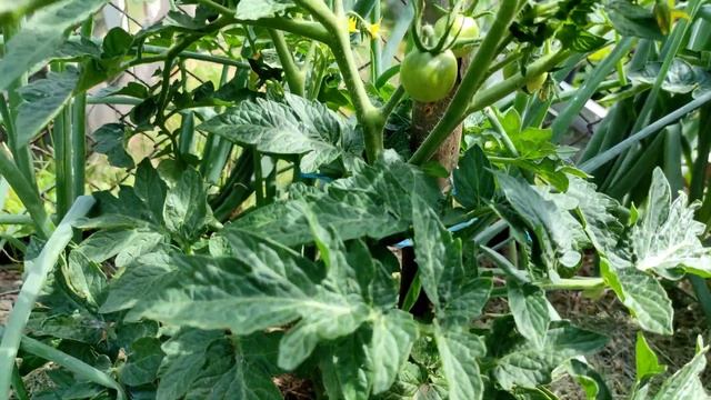 Томаты в начале июля 2023 | Обзор моих помидоров! 🍅
