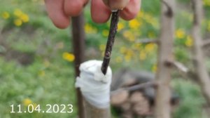 apple tree grafting // прививка яблони от одного сорта к другому