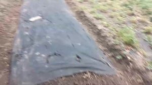 Высадка клубники под агроволокно — урожай без хлопот!