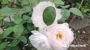 #роза Хитклиф, Коралл Дон, Бенджамин Бриттен. Мой розар