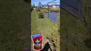 Фузариоз хвойных. Биопрепарат справился.
