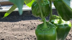 7 июля 2025 г. Перец открытый грунт. Палермо, Рамиро, Сиб?