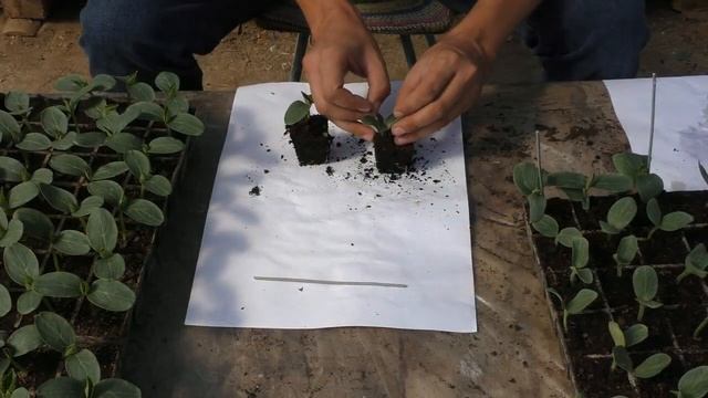 Прививка огурца на подвой