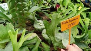 Прогулка по садовому центру! | КРАСНАЯ НИВА | Растения ?