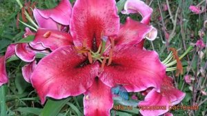 Лилия восточная Кобра (lilium oriental cobra) 🌿 лилия Кобра обз?