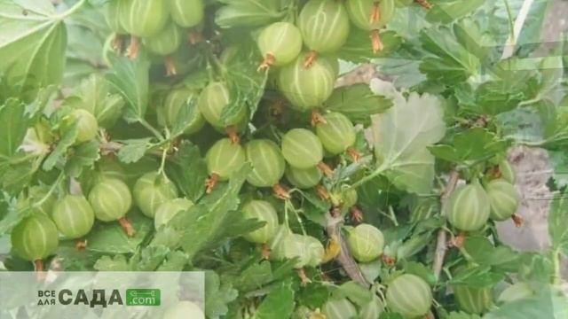 Крыжовник Берилл характеристика и описание сорта смотреть онлайн