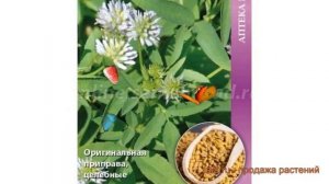 Пажитник обыкновенный Гурман (gurman) 🌿 пажитник Гурман