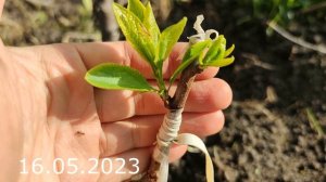 Grafting plum // Прививка сливы на алычу весной