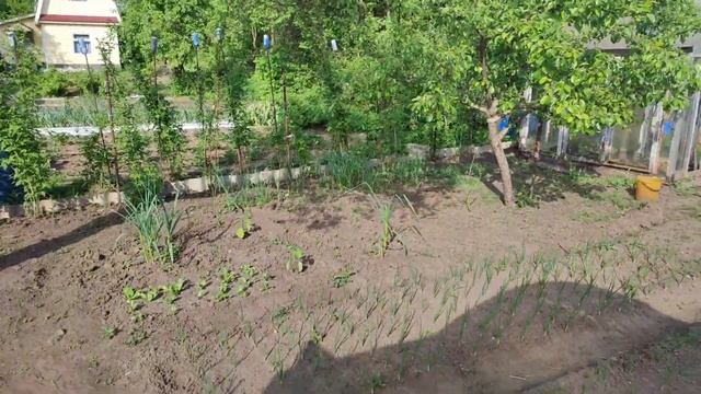 #Дачный влог🌿Любимый садик🍒болталка😊небольшие но?