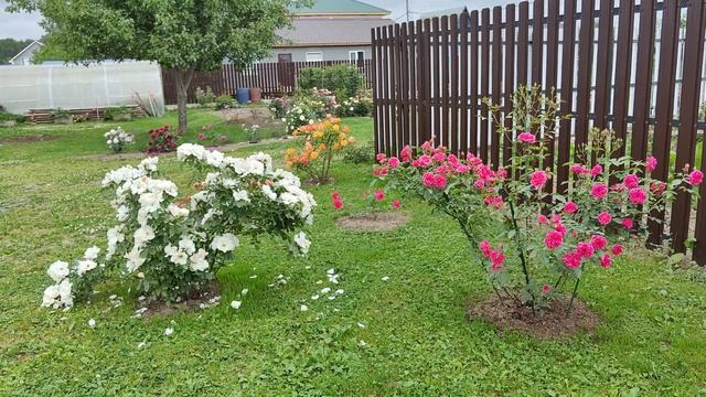 Роза Эльмсхорн, Elmshorn смотреть онлайн