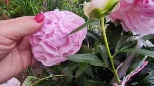 Пион Диннер Плейт (Dinner Plate)