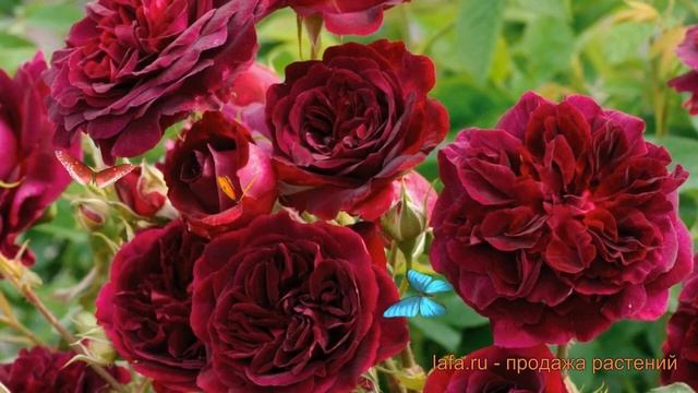 Роза парковая Манстед Вуд (munstead wood) 🌿 Манстед Вуд обзо смотреть онлайн