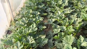 Кабачки в теплице, Кавили f1