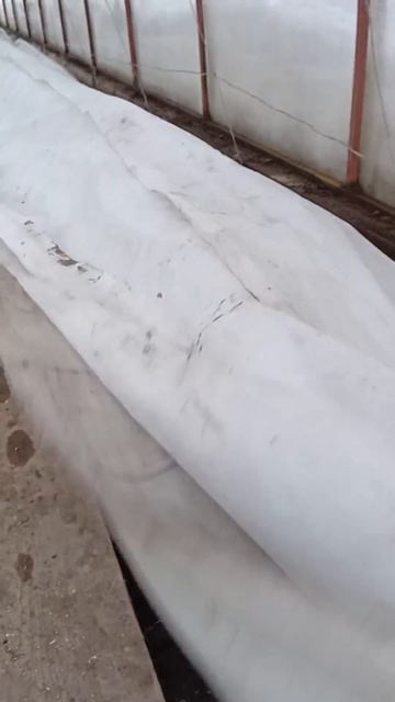 Укрытие винограда на зиму в теплице смотреть онлайн