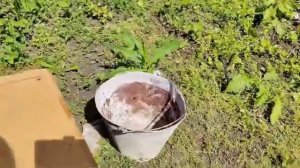 Вылет роя🐝. Как поймать рой  подручными средствами 🤗