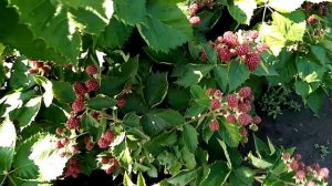 Ежевика сорт лохтей, 4 - ый год кусту, низкая обрезка 1 - 1