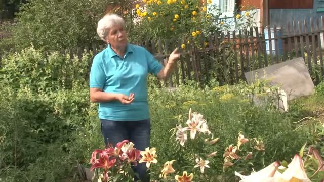 Всё о Лилиях Голова садовая смотреть онлайн