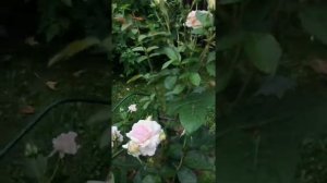 Роза Александра/Принцесс де Люксембург. Цветение перв