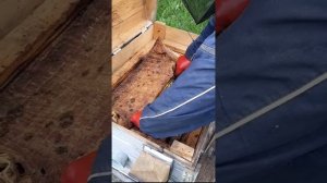 Простейший вывод маток без переноса личинок по методу