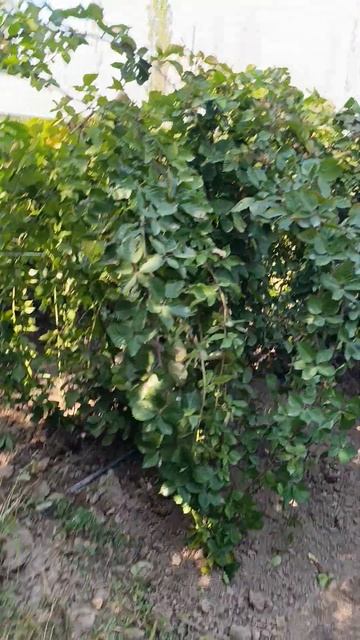 ежевика #лохнесс #Аксы #Жалал абад #ватсапп +996227102222 смотреть онлайн