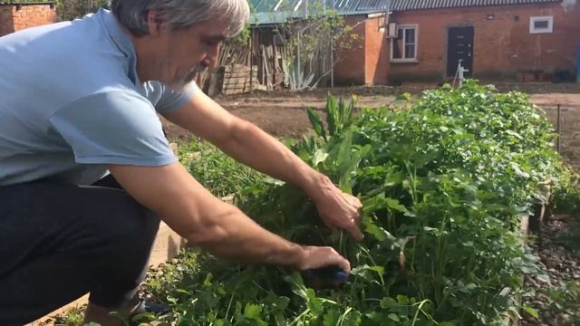Сидерат. Косим горчицу для удобрения грядок. смотреть онлайн