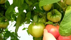 Обзор томата -бурлак Минусинский 25.07.25г.