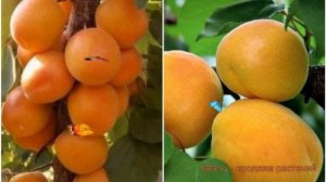 Абрикос плодовый Алеша -Жигулевский сувенир 🌿 обзор: