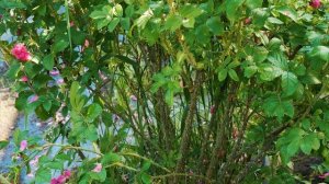 Обзор розы Гроотендорст Пинк - Pink Grootendorst (Голандия 1923)