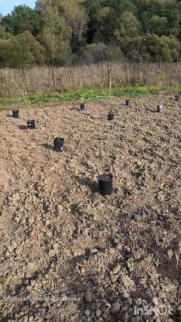 Сажаем смородину