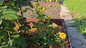 23.06.2025. Роза Шерлок Холмс (Sherlock Holmes, St Richard of Chichester), Вели?