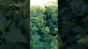 Обзор сорта черной смородины "Селеченская 2" .