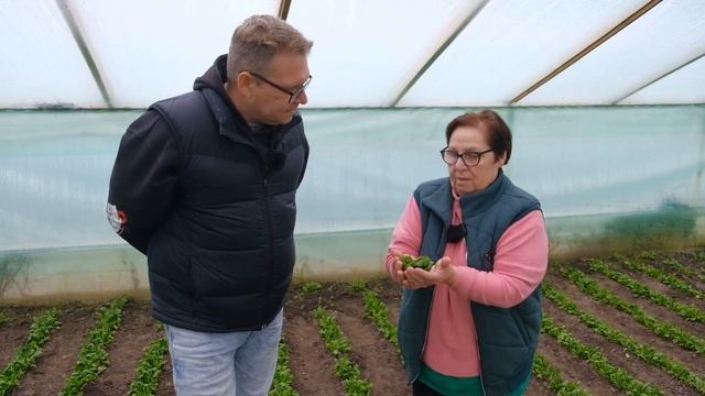 Бизнес на зелени: что выгодно выращивать в теплице смотреть онлайн