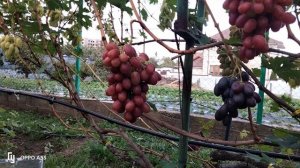 виноград РУБИНОВЫЙ ЮБИЛЕЙ. ГРОЗДЬ на ВЕСАХ.