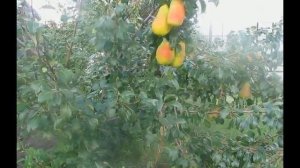 Груша Перун