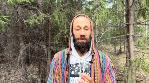 Ежовик гребенчатый – природный стимулятор мозга? До?