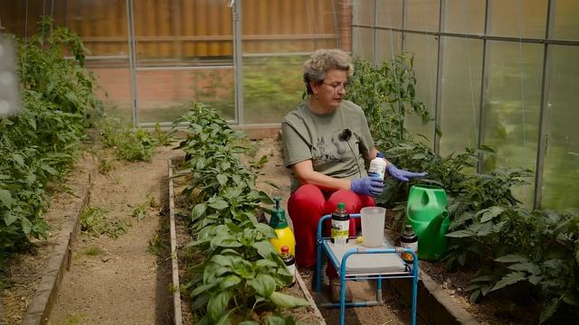 Почему не растут перцы - что делать? смотреть онлайн