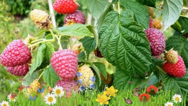 Малина ремонтантная Рубифол 🌿 Обзор: посадка и уход. ?