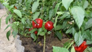 Сорт перцев Калифорнийское чудо