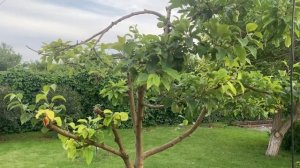 Плодовый сад.  Как разместить большой сад на небольшом