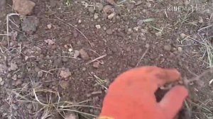 Как поймать слепыша или крота самым гуманным способом