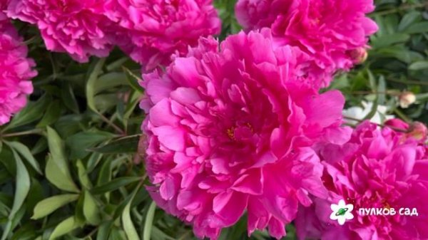 Пион Киевская Русь. Пулков сад (2025 г.)