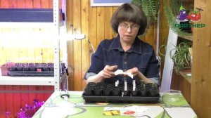 СЕЕМ ТОЛСТОСТЕННЫЙ ПЕРЕЦ Требия F1 и Халиф F1