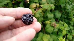 Малина Бристоль черноплодная.