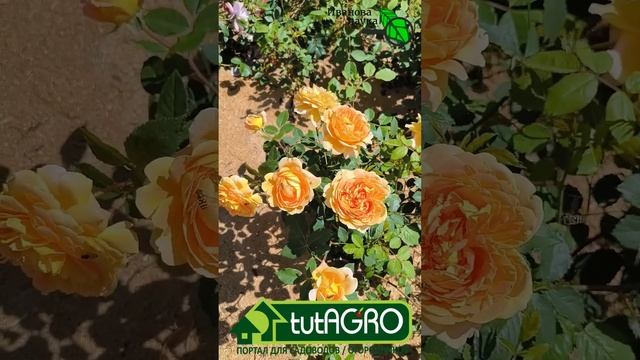 Летняя подкормка роз. Защита роз от болезней, от пятен смотреть онлайн